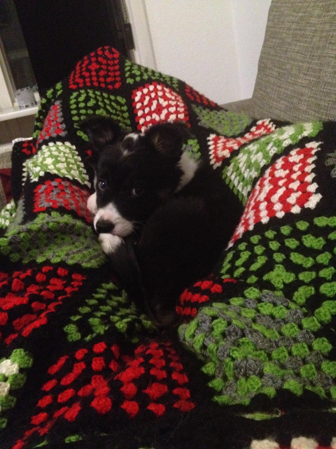 Border collie Lassie billede 21