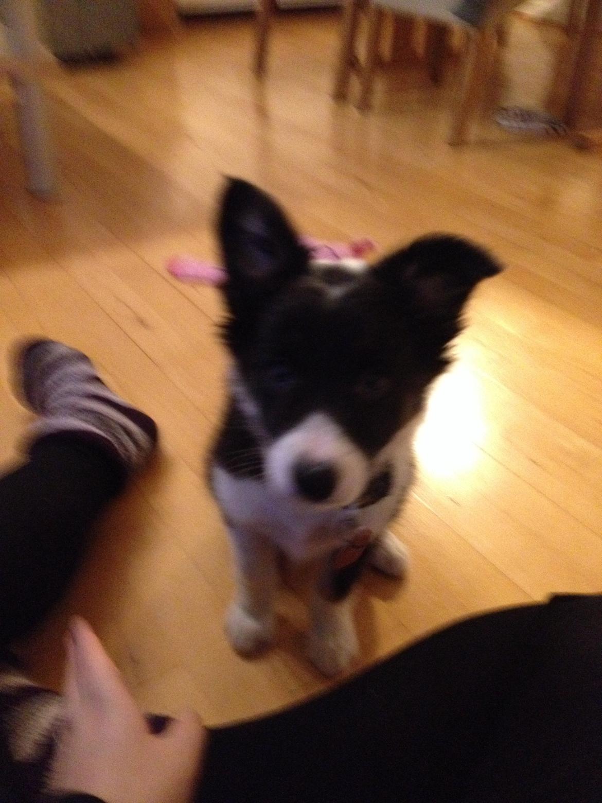 Border collie Lassie billede 22