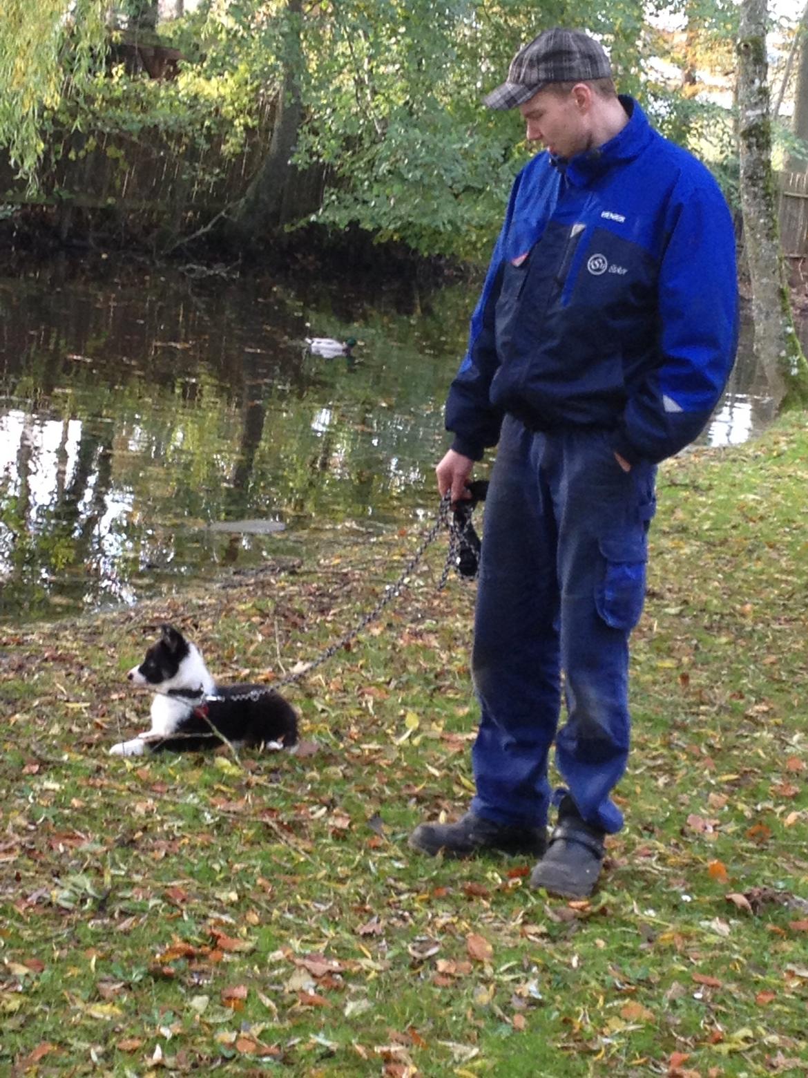 Border collie Lassie billede 23