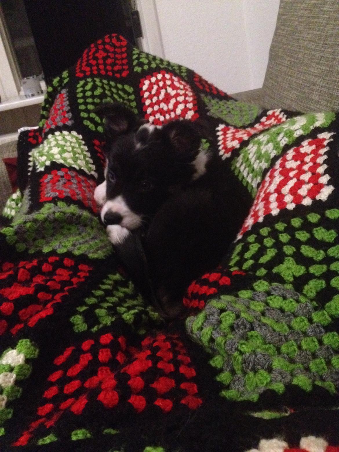 Border collie Lassie billede 24