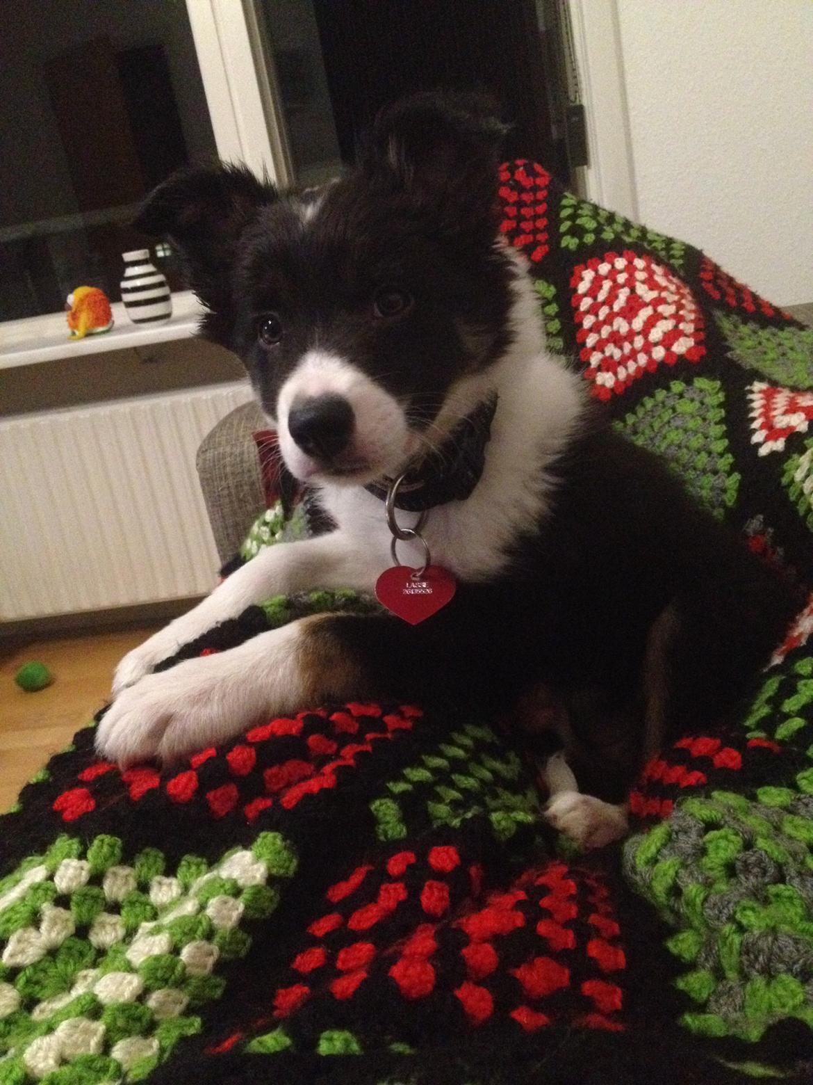 Border collie Lassie billede 25