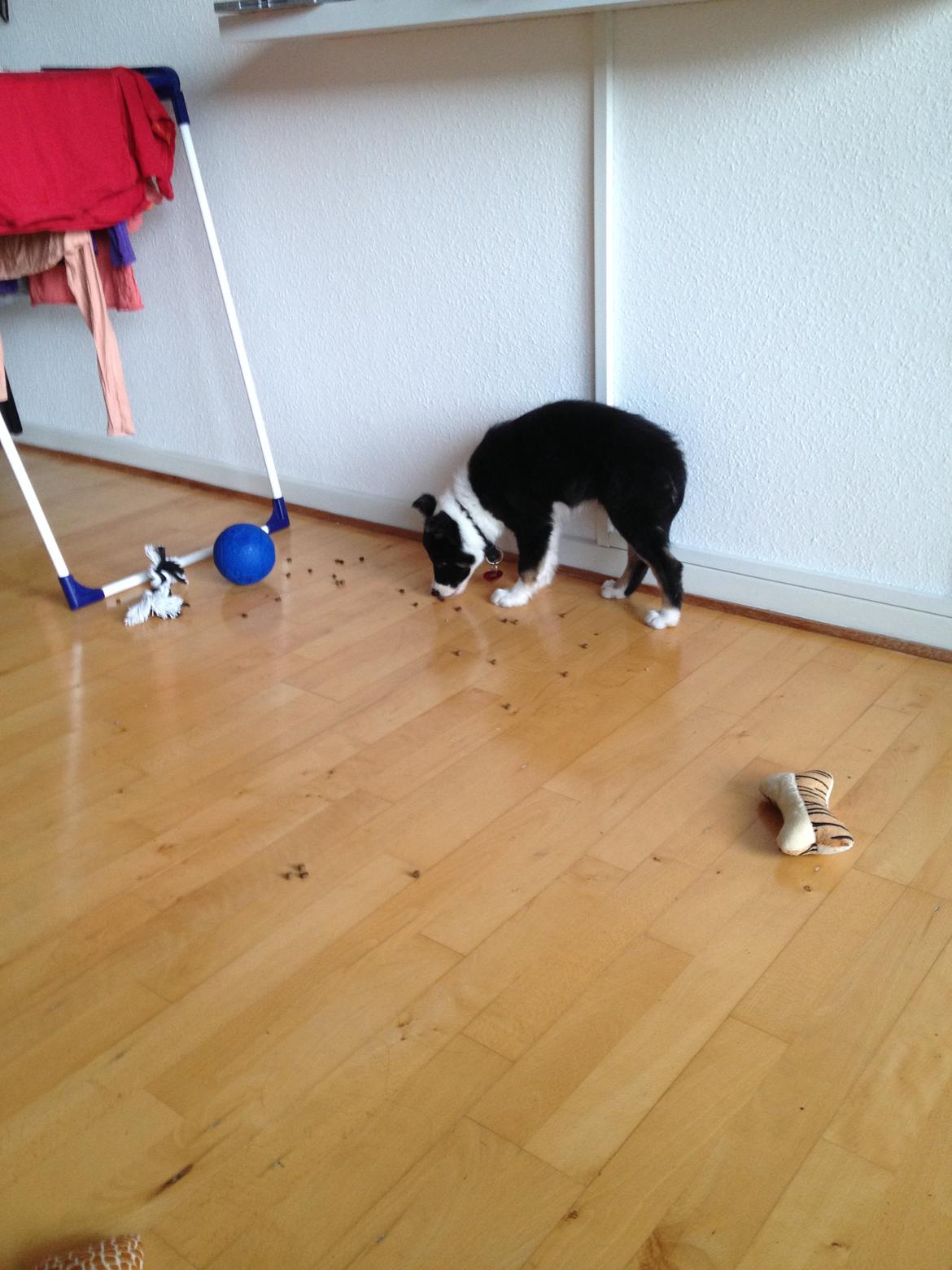 Border collie Lassie billede 26