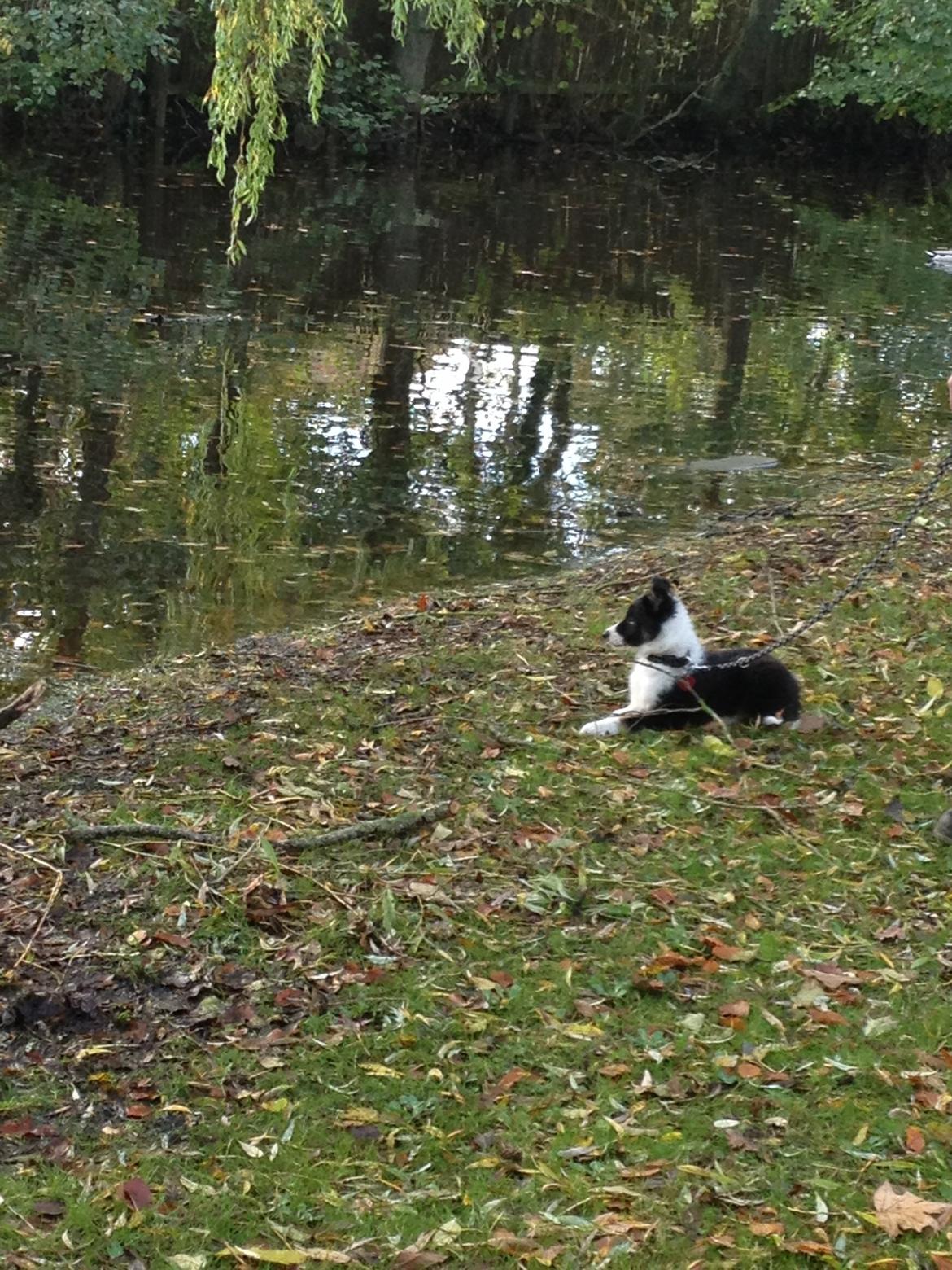 Border collie Lassie billede 27