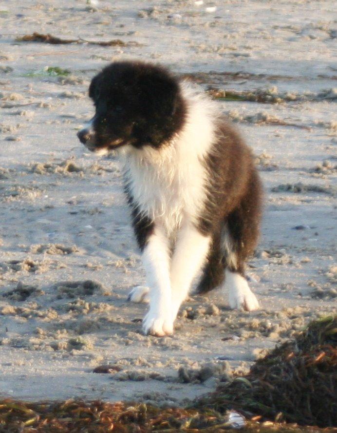 Border collie Soulshocks Sally billede 2