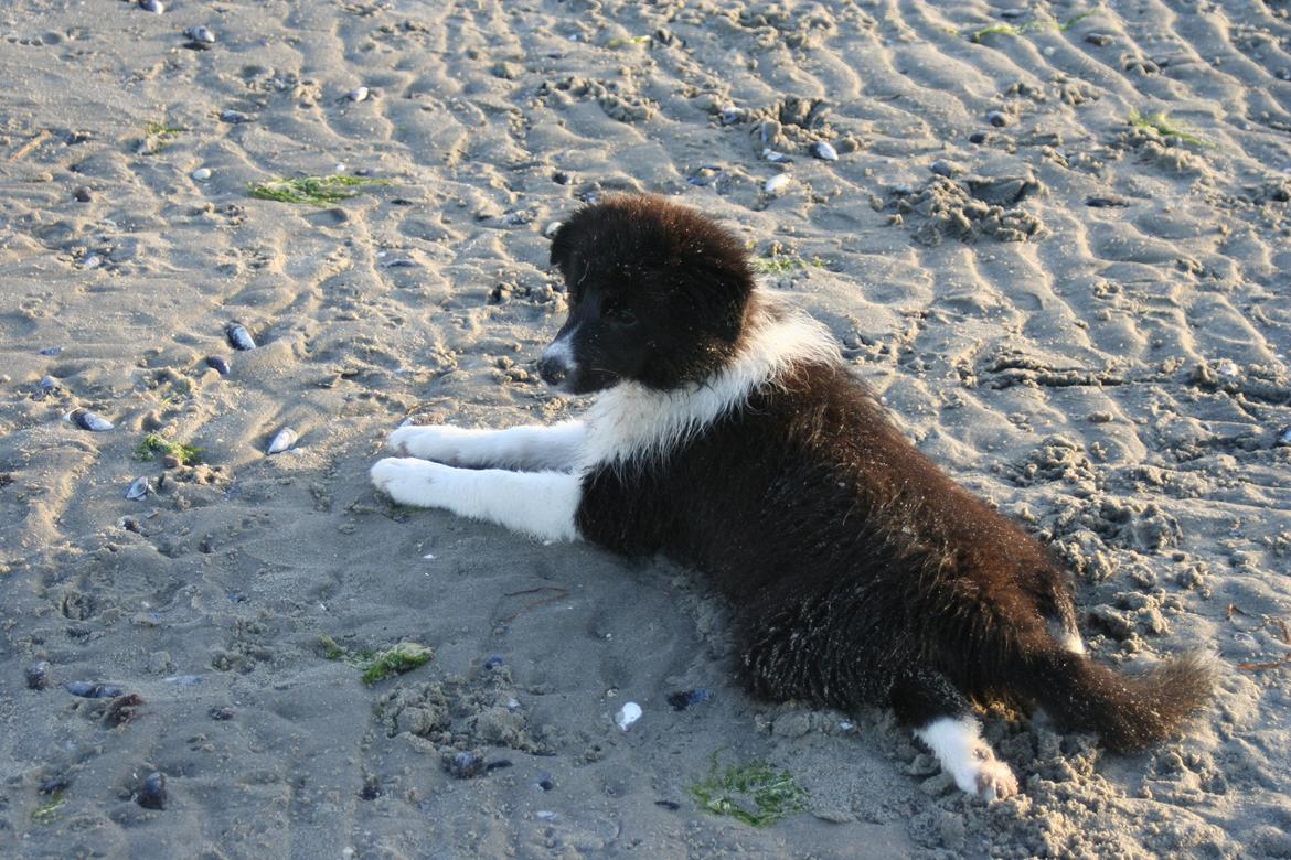 Border collie Soulshocks Sally billede 1