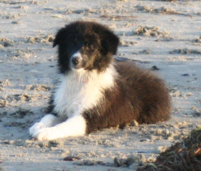 Border collie Soulshocks Sally billede 3