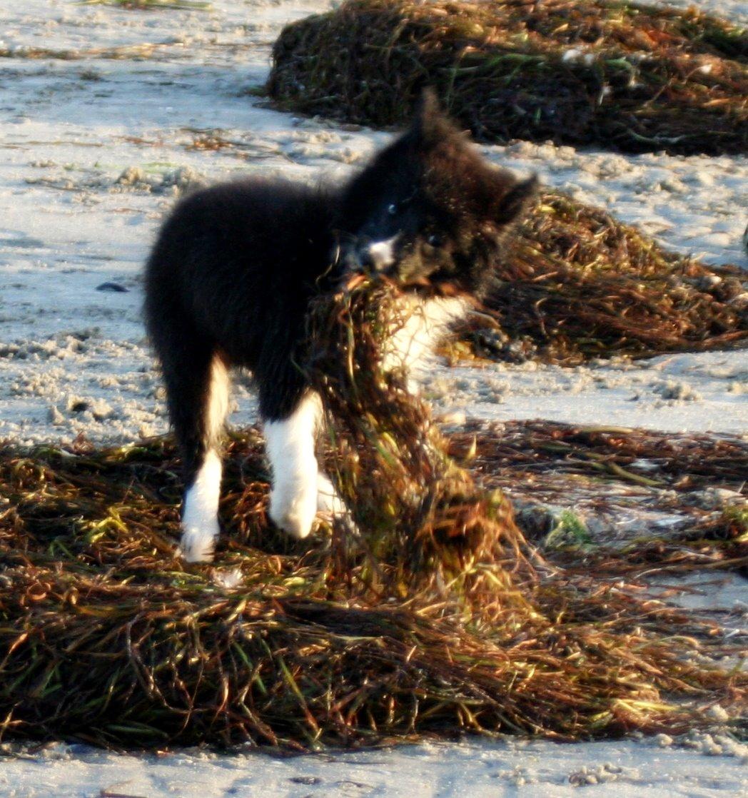 Border collie Soulshocks Sally billede 4