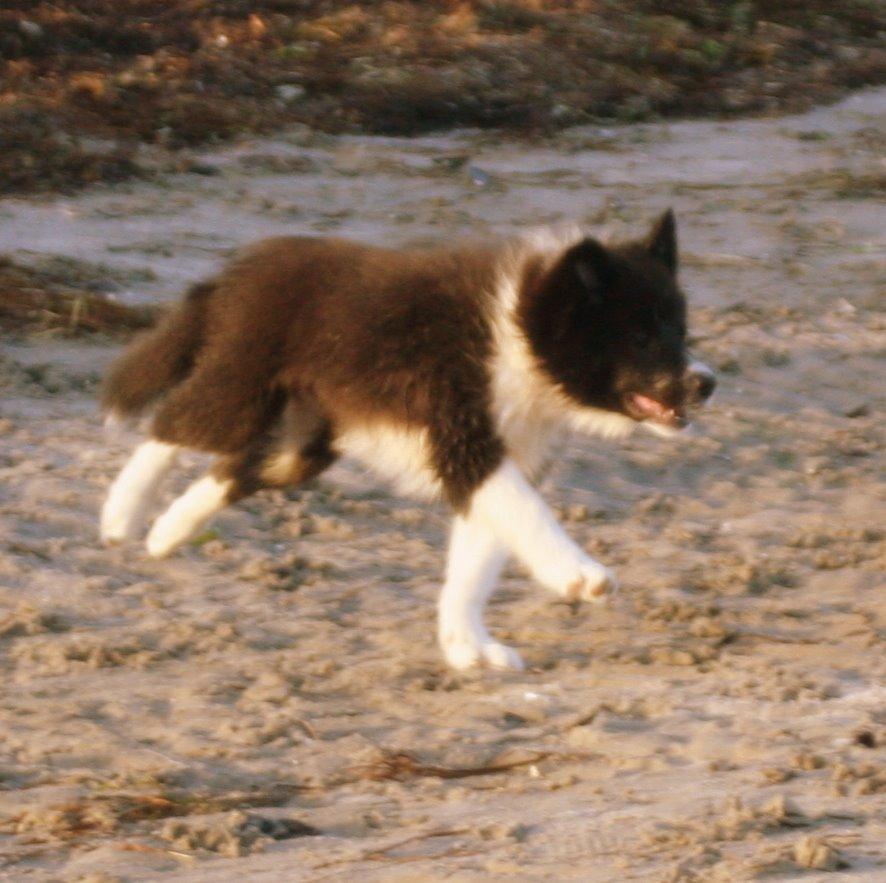 Border collie Soulshocks Sally billede 5