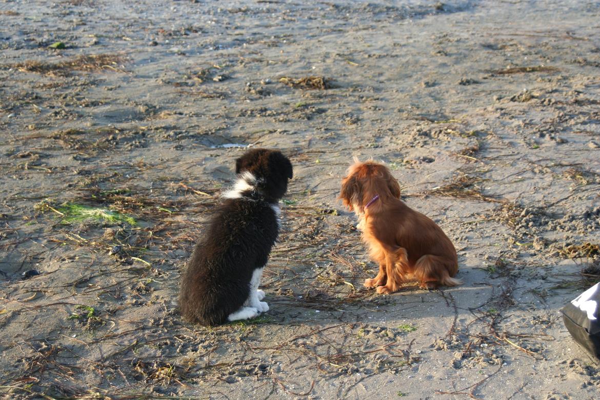 Border collie Soulshocks Sally billede 6