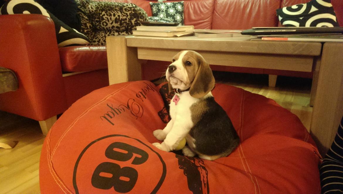 Beagle Molly billede 1