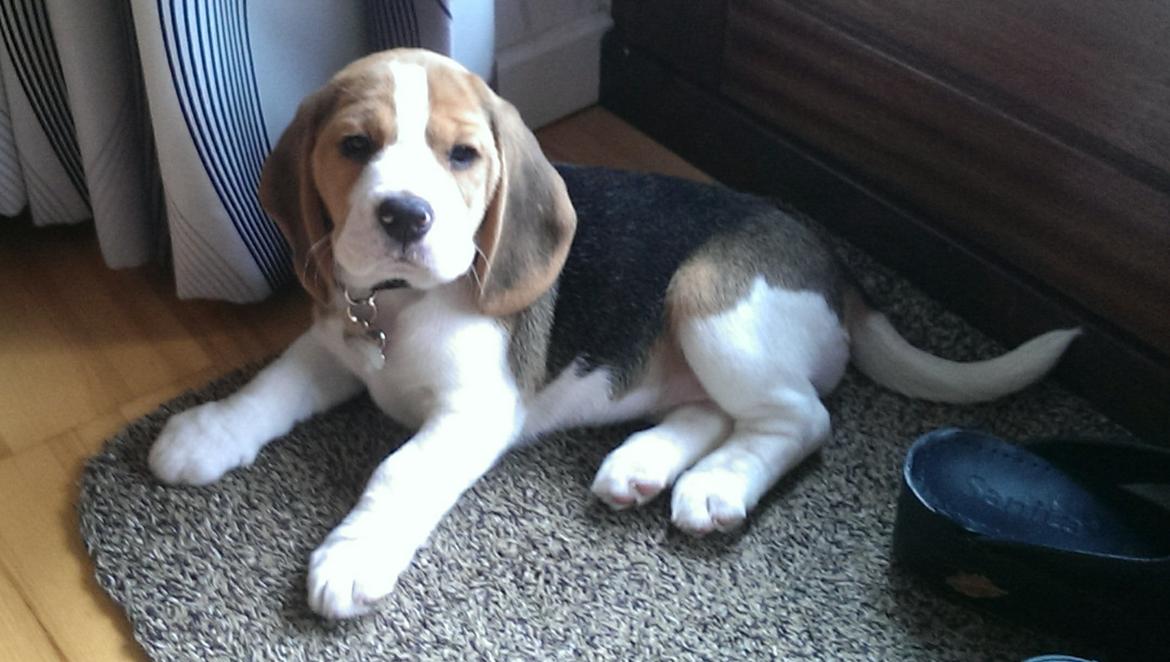 Beagle Molly billede 2