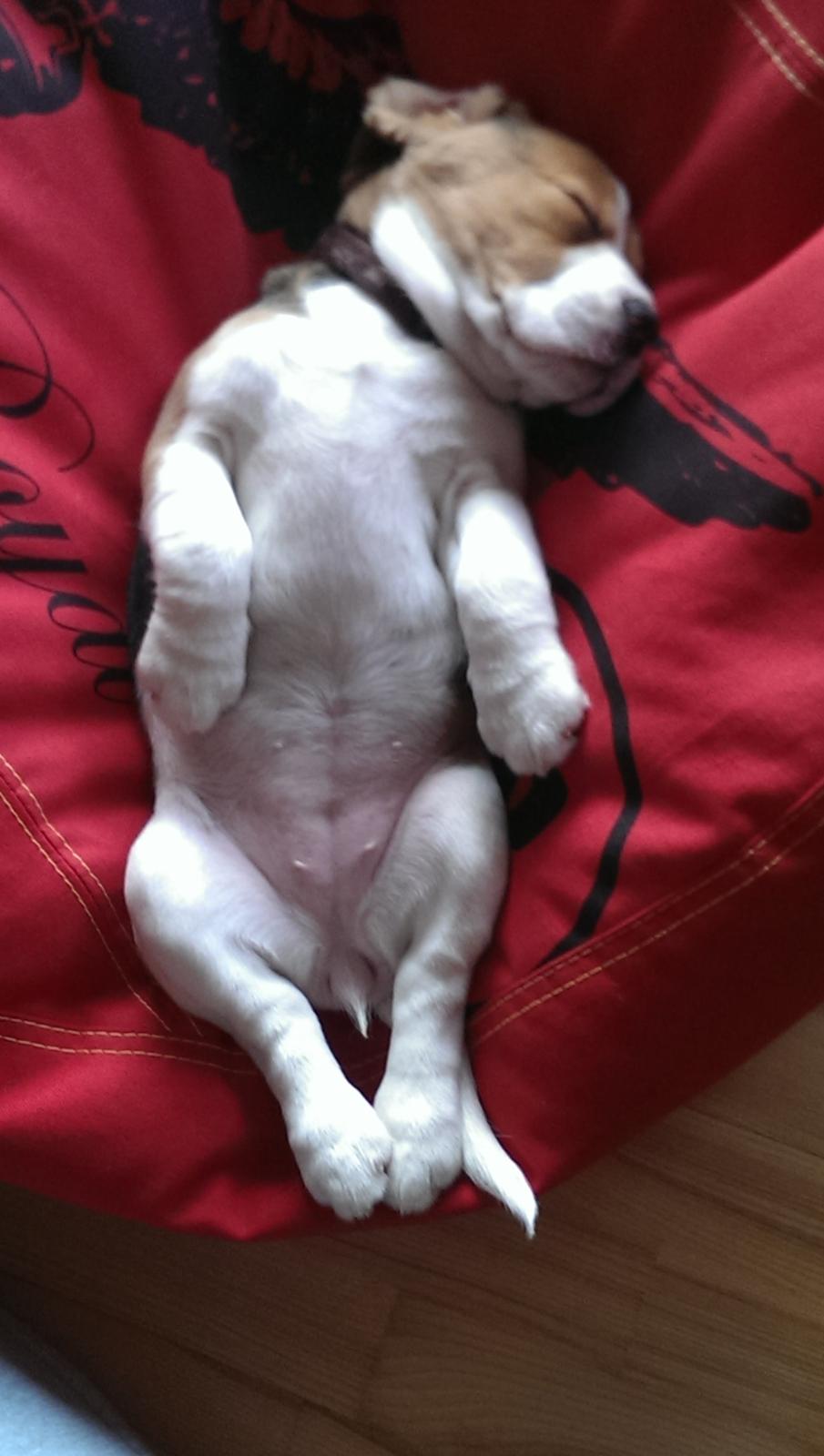 Beagle Molly billede 3