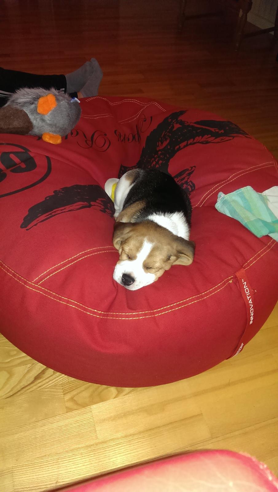 Beagle Molly billede 4