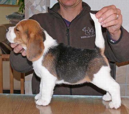 Beagle Molly billede 5