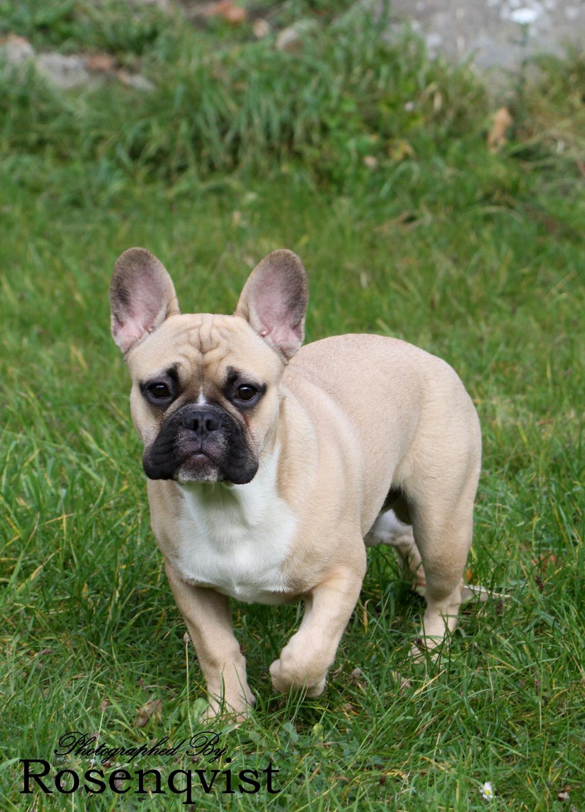 Fransk bulldog Joe billede 15