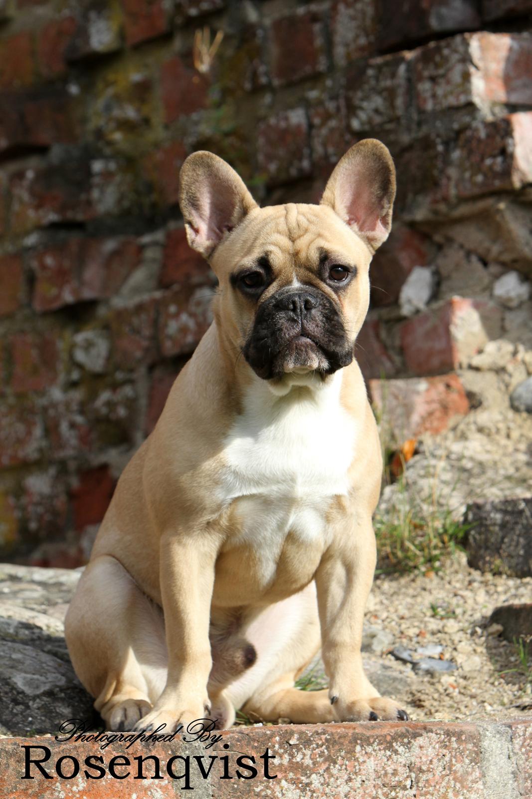 Fransk bulldog Joe - 6 måneder billede 12