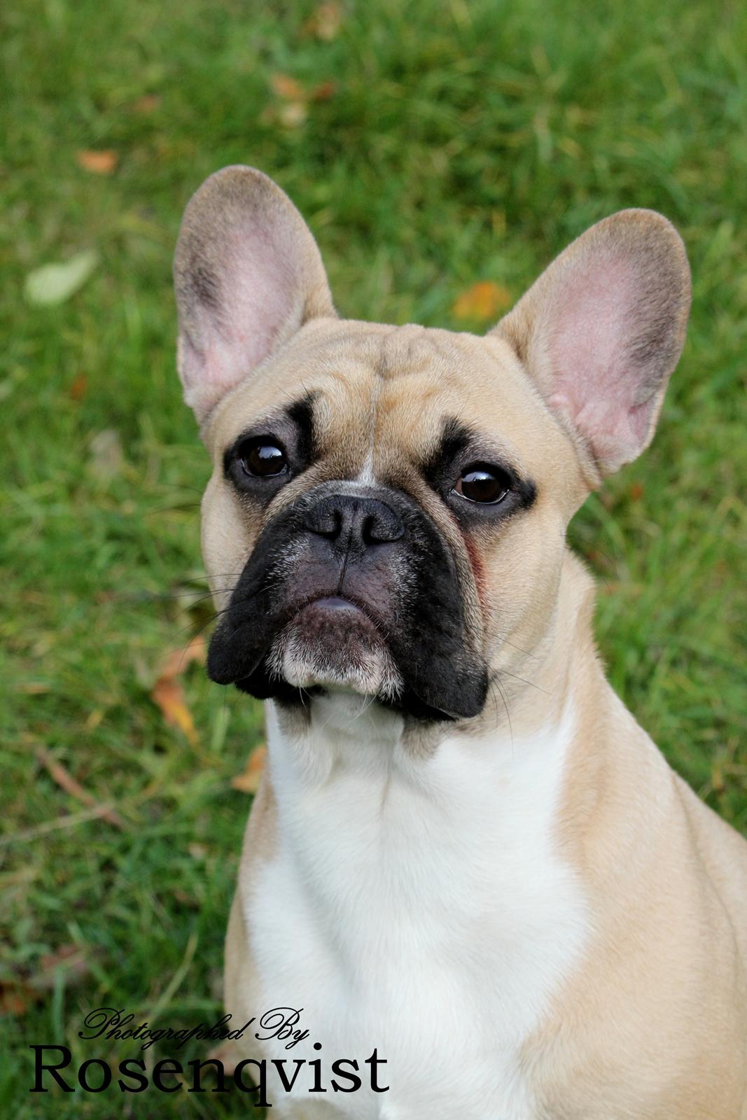 Fransk bulldog Joe billede 17