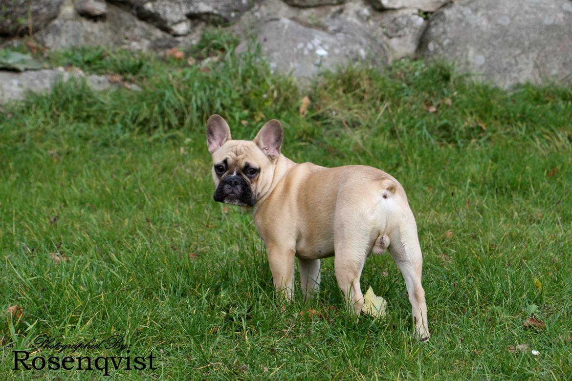 Fransk bulldog Joe billede 18