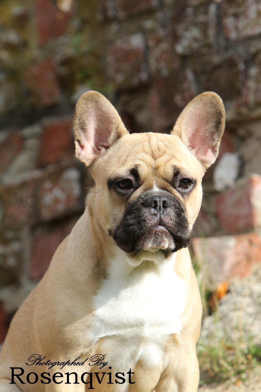 Fransk bulldog Joe billede 13