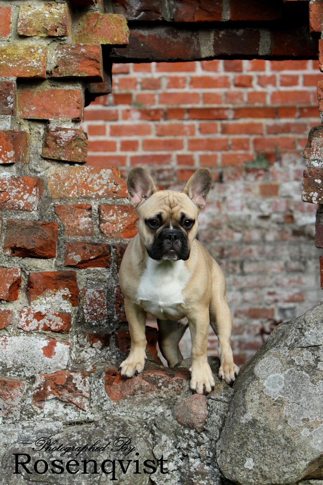 Fransk bulldog Joe billede 16