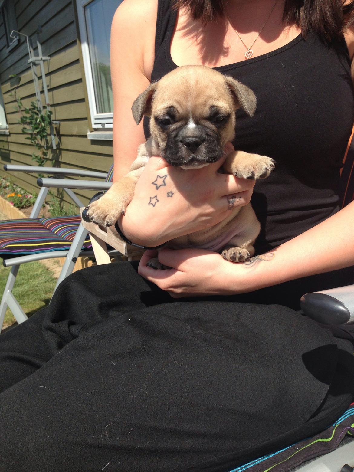 Fransk bulldog Joe - 5 uger gammel.. billede 40