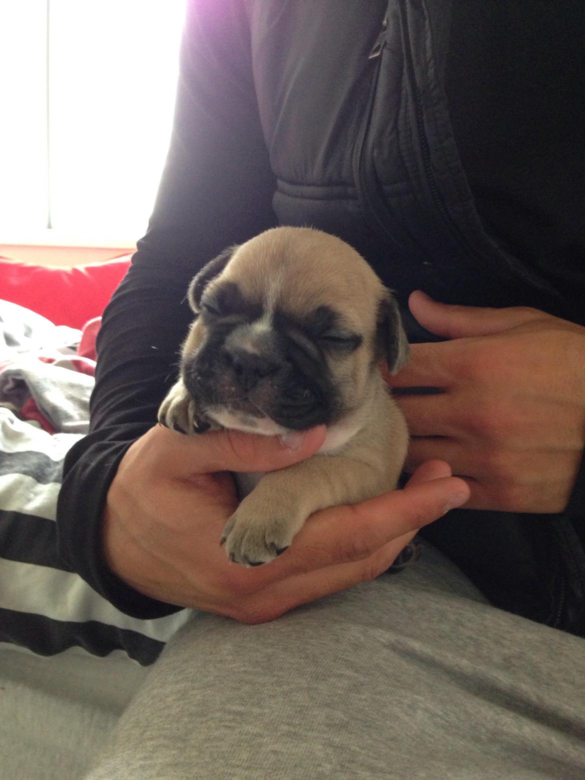 Fransk bulldog Joe - Lille Joe 3 uger gammel.. :-) billede 42