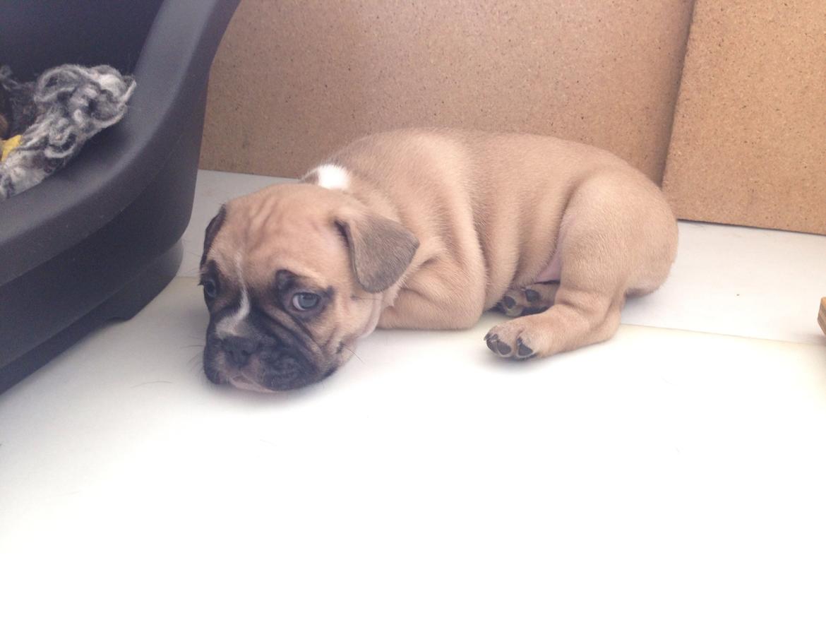 Fransk bulldog Joe billede 41