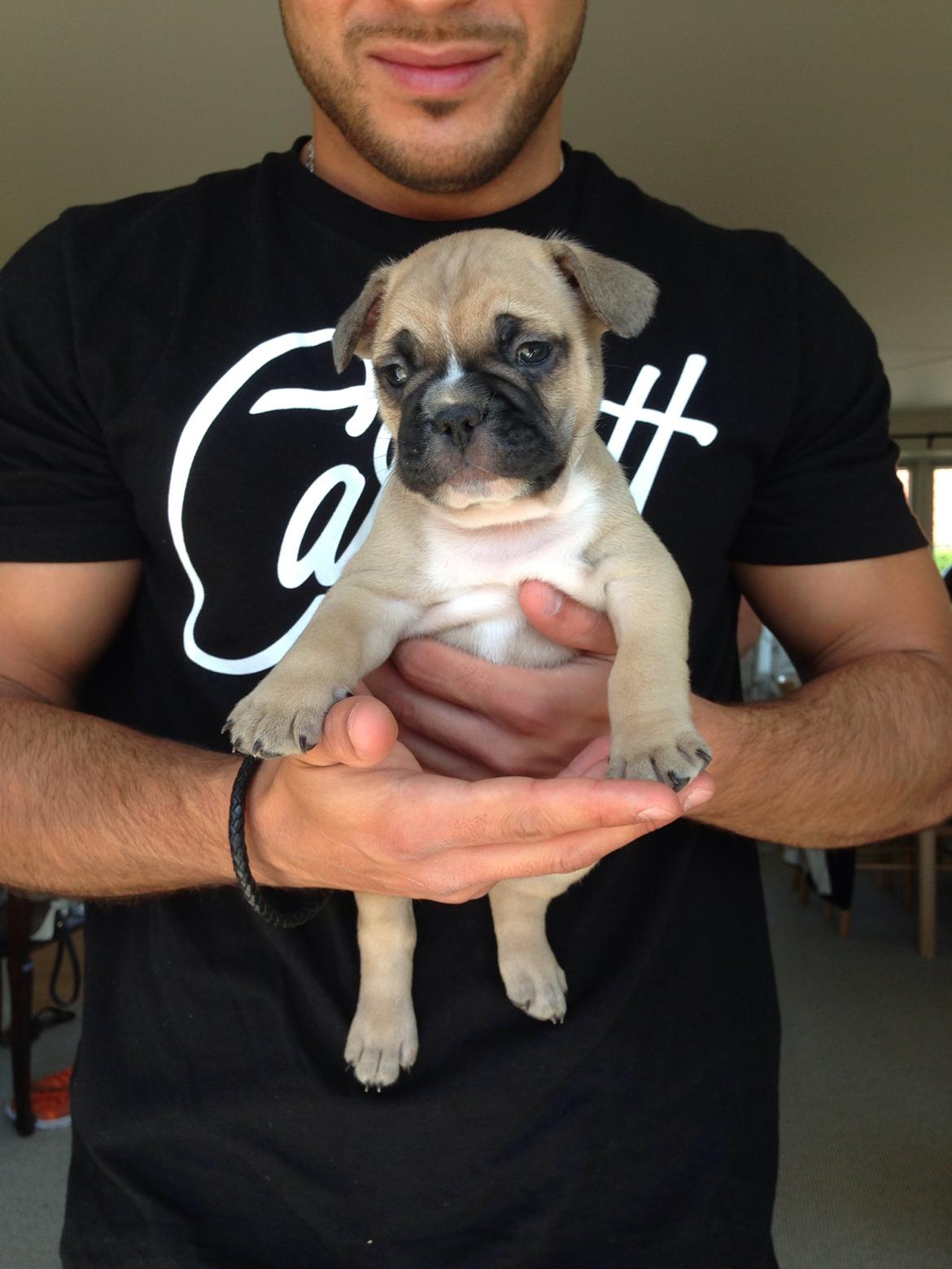 Fransk bulldog Joe - 5 uger billede 39