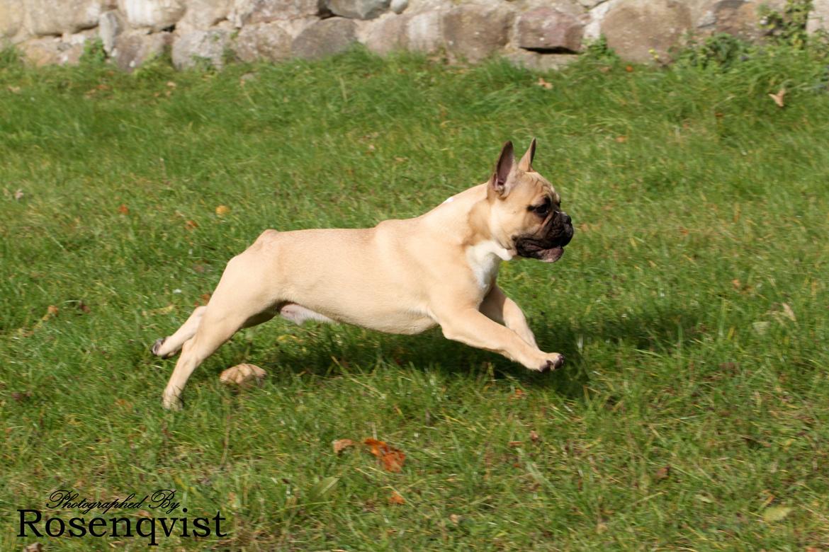 Fransk bulldog Joe billede 19