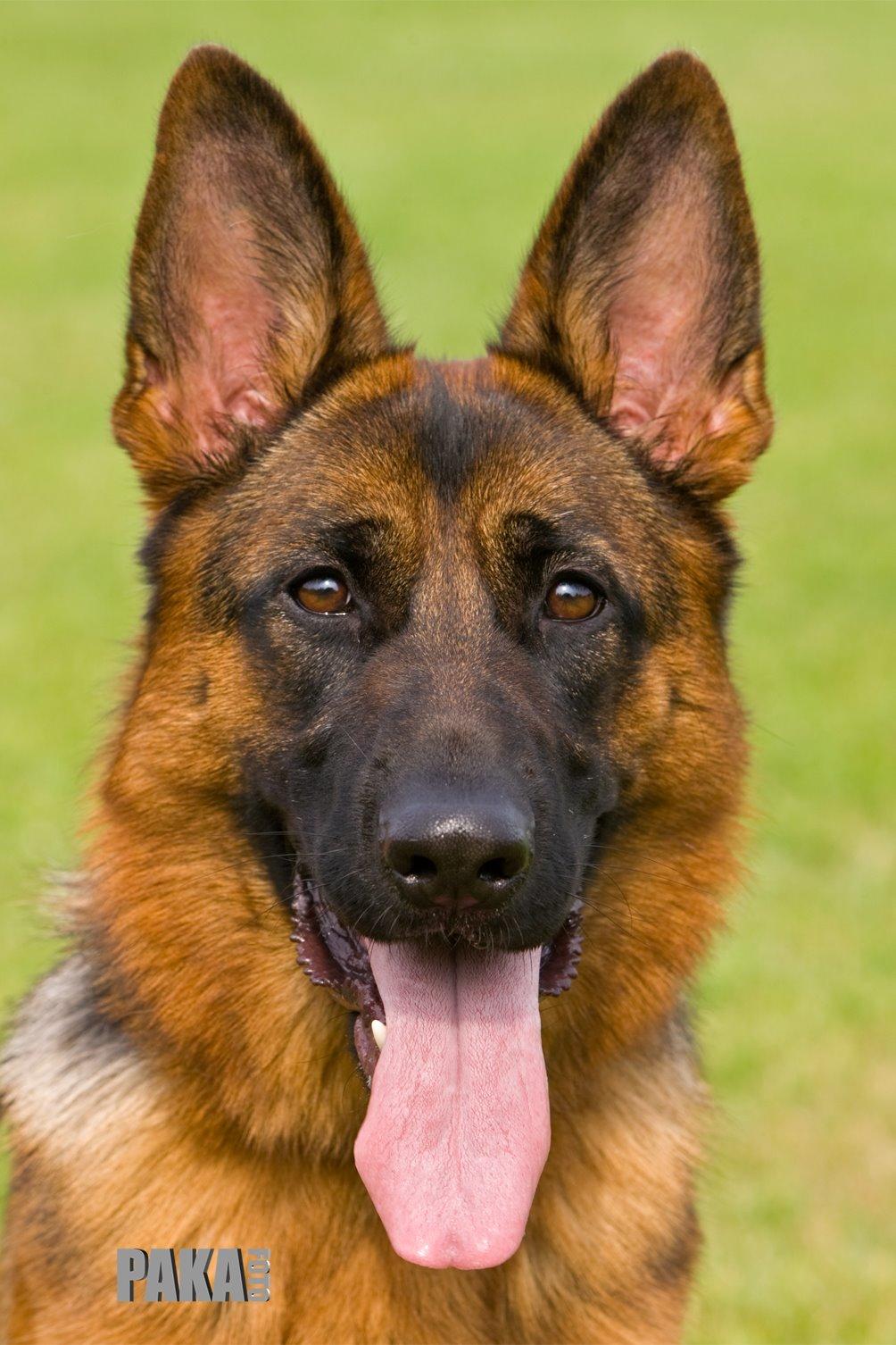 Schæferhund Kiami's Ulja - Kiami's Ulja billede 1