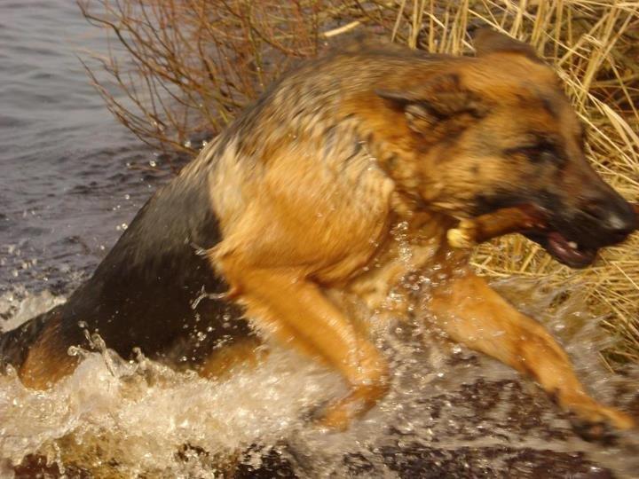 Schæferhund Kiami's Ulja - Ulja på badetur ved store økssø billede 2