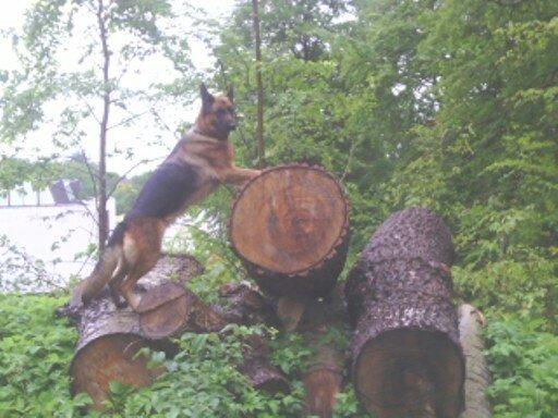 Schæferhund Kiami's Ulja - Ulja fandt lige nye pinde på vagten i skovdalen billede 4