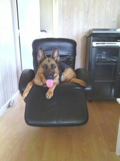 Schæferhund Kiami's Ulja - Hvor er det bare dejligt at få en ny stol billede 5