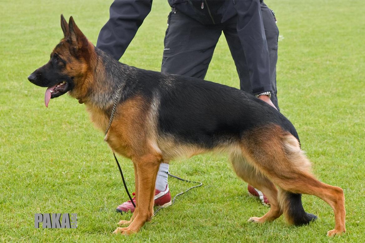 Schæferhund Kiami's Ulja - Kiami's Ulja billede 6
