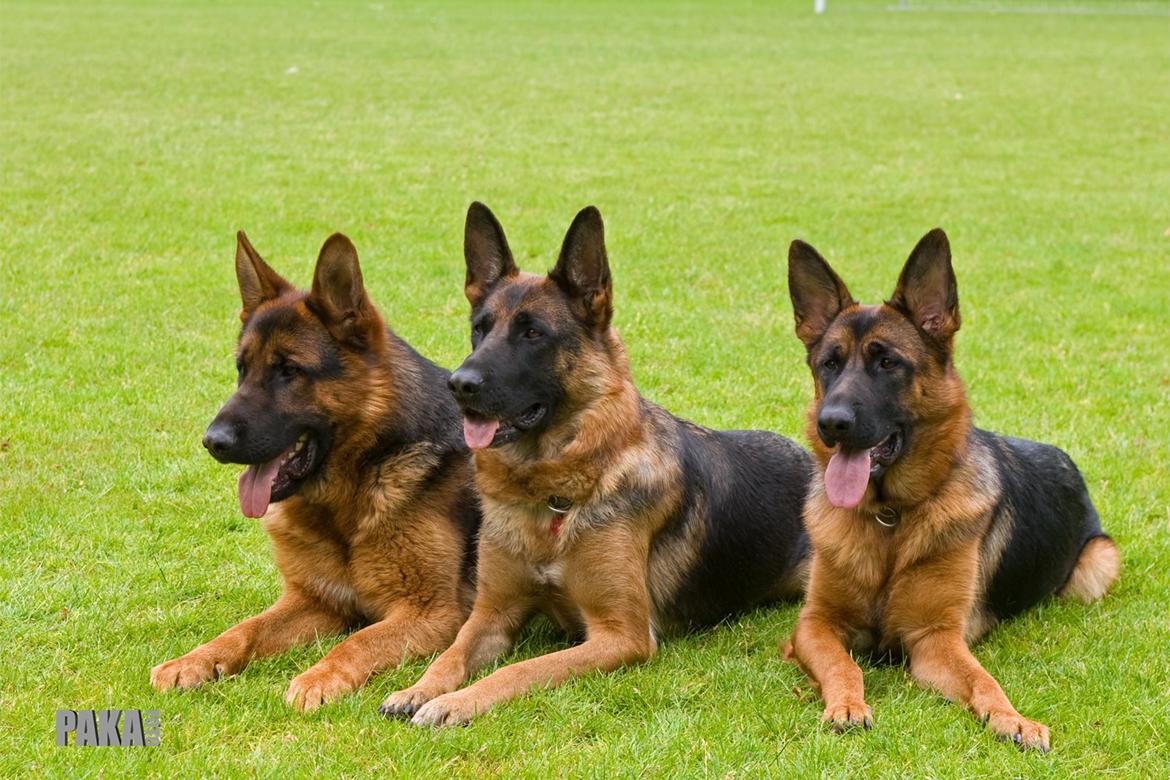 Schæferhund Kiami's Ulja - Ulja med hendes mor og bror .. 

1. Kiami's Uran
2. Kiami's Lexie
3. Kiami's Ulja billede 7