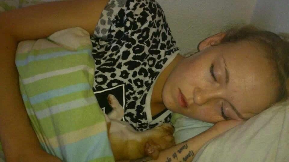 Chihuahua Tuffi billede 2