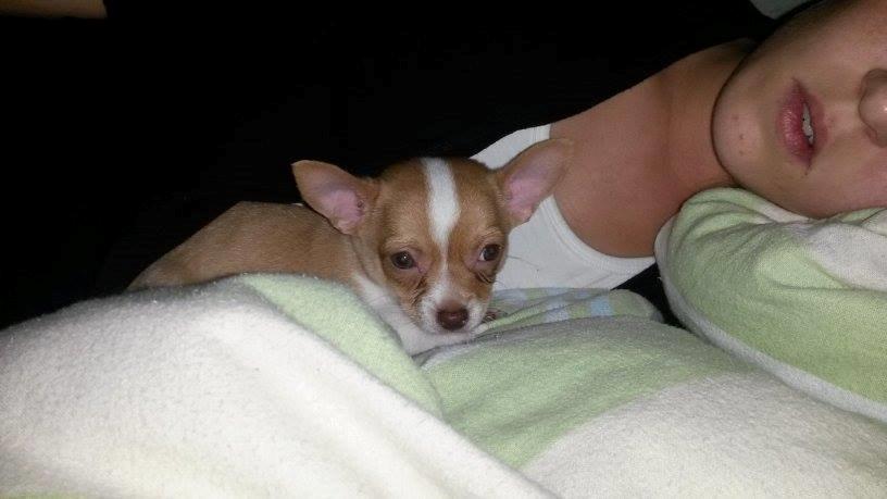 Chihuahua Tuffi billede 3