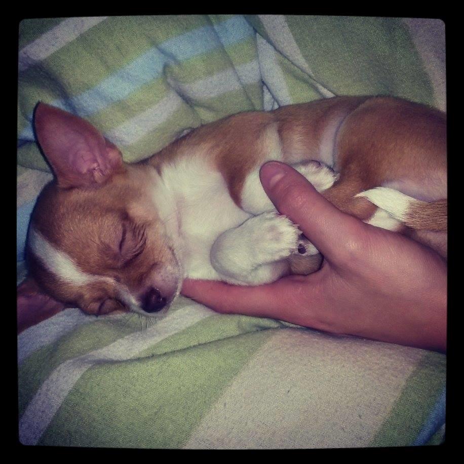 Chihuahua Tuffi billede 4