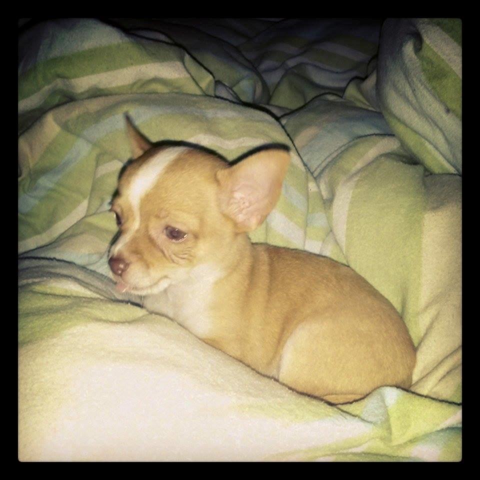 Chihuahua Tuffi - Tuffi 8 uger billede 1