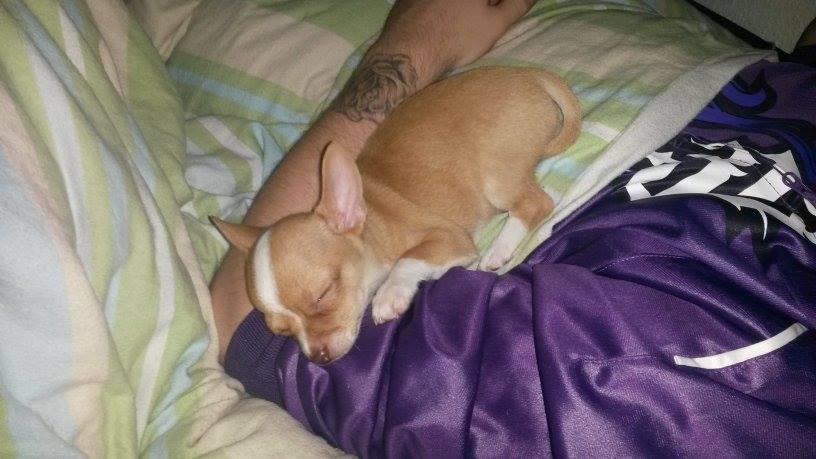 Chihuahua Tuffi billede 5