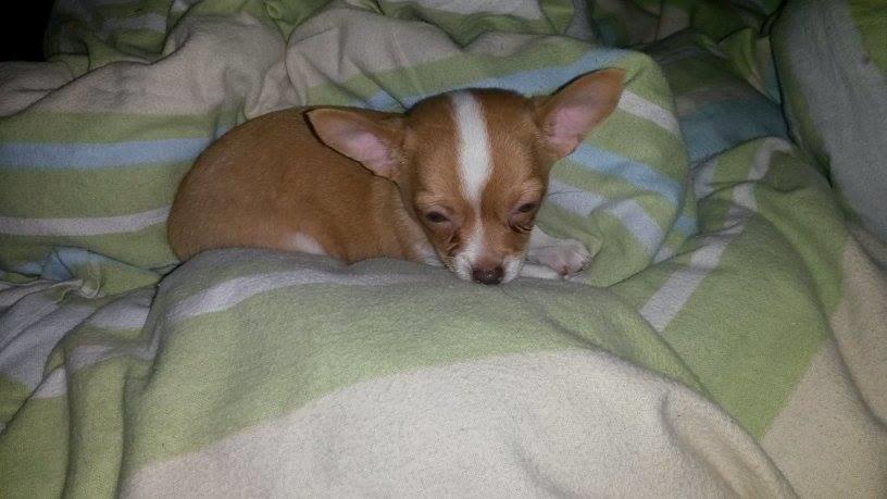 Chihuahua Tuffi billede 6