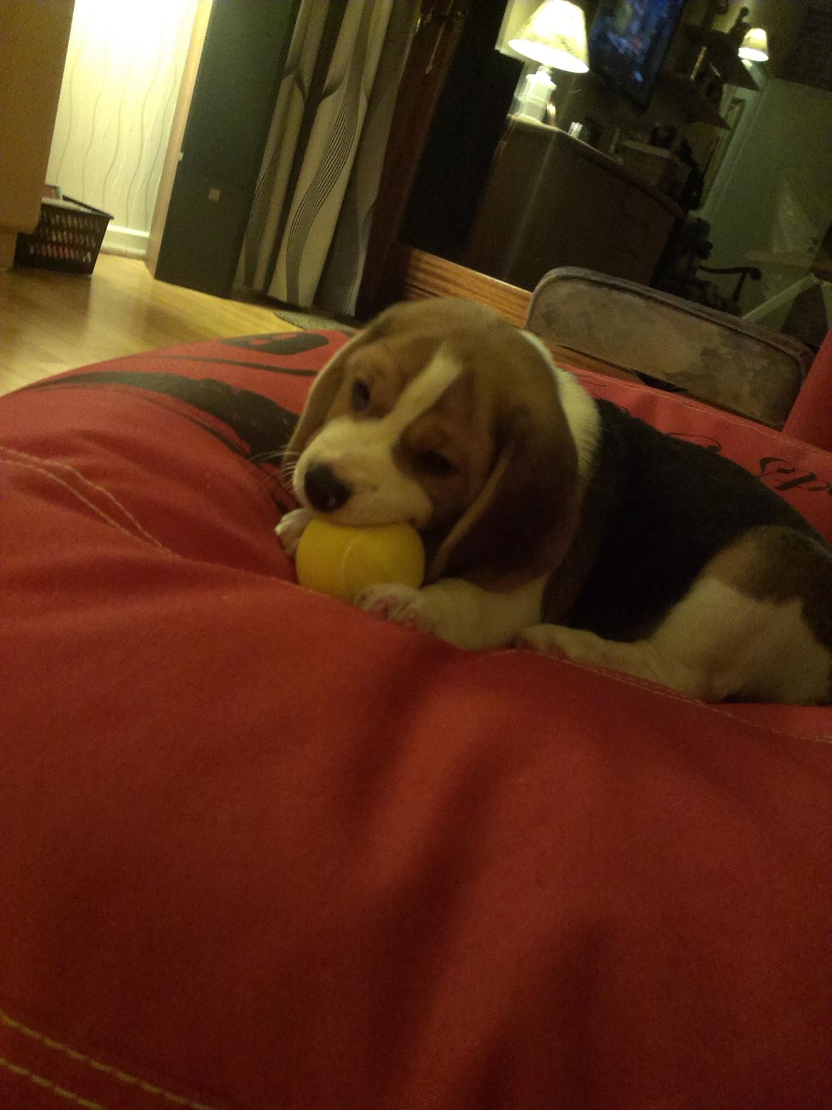 Beagle Molly billede 6