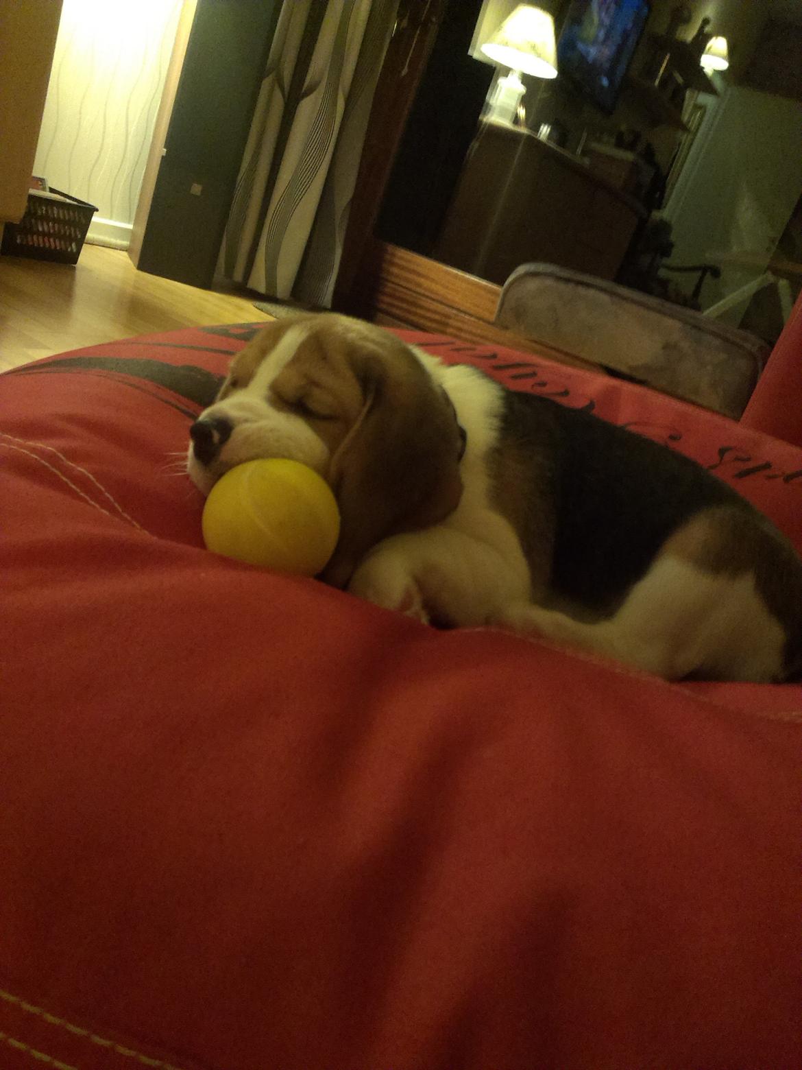 Beagle Molly billede 7