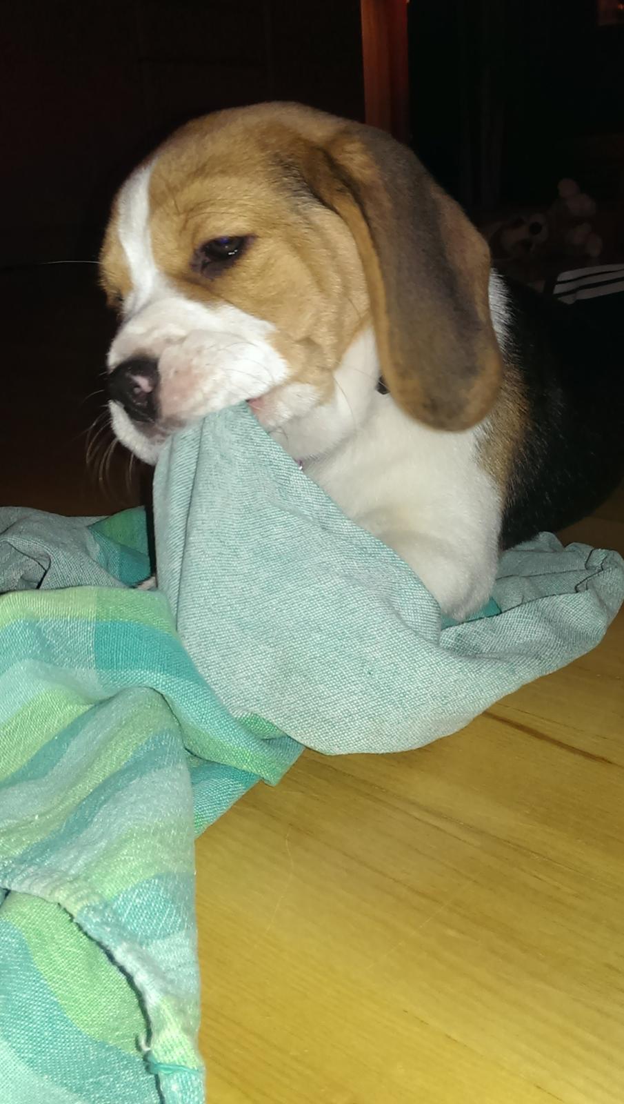 Beagle Molly billede 8