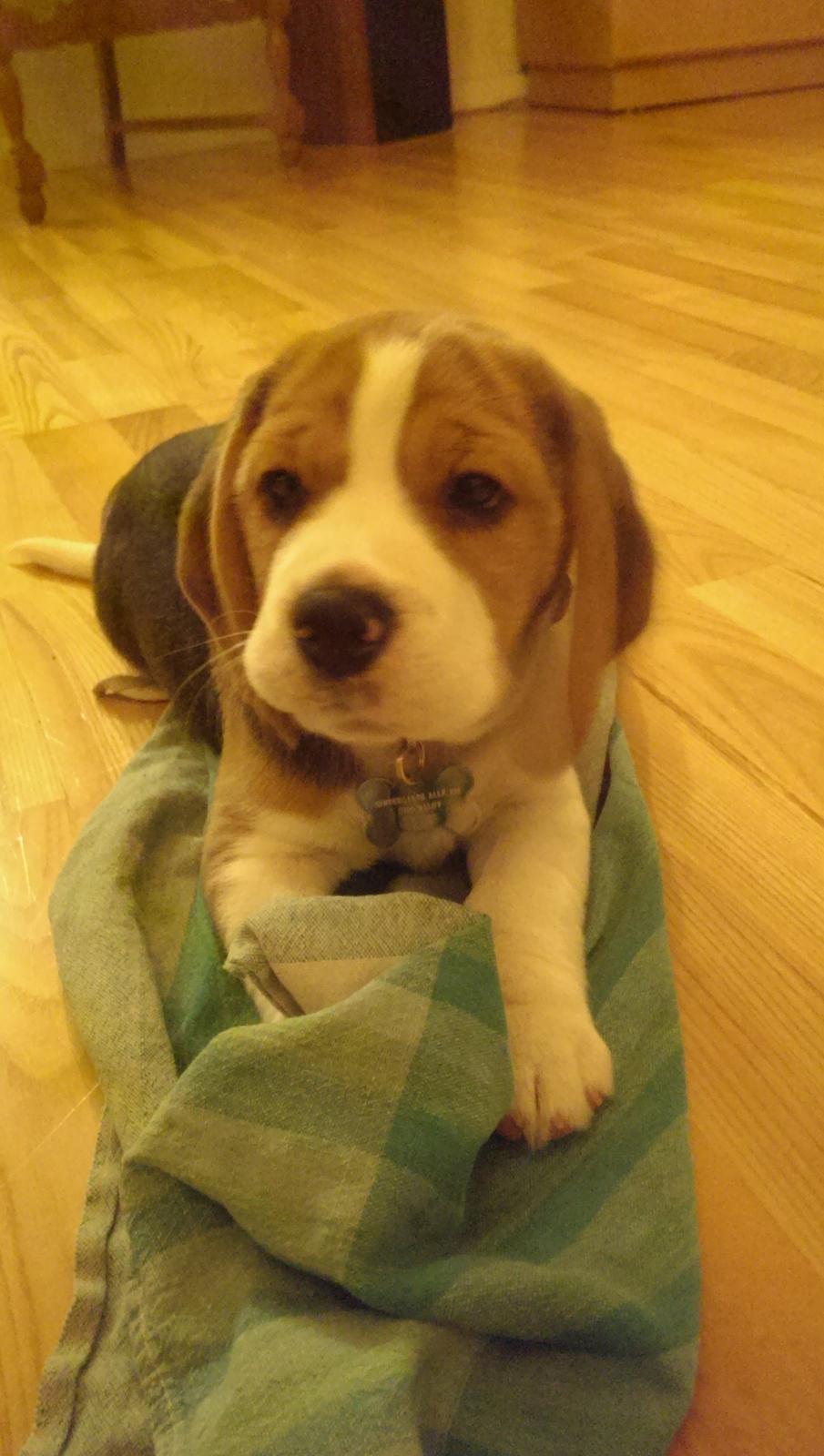 Beagle Molly billede 9