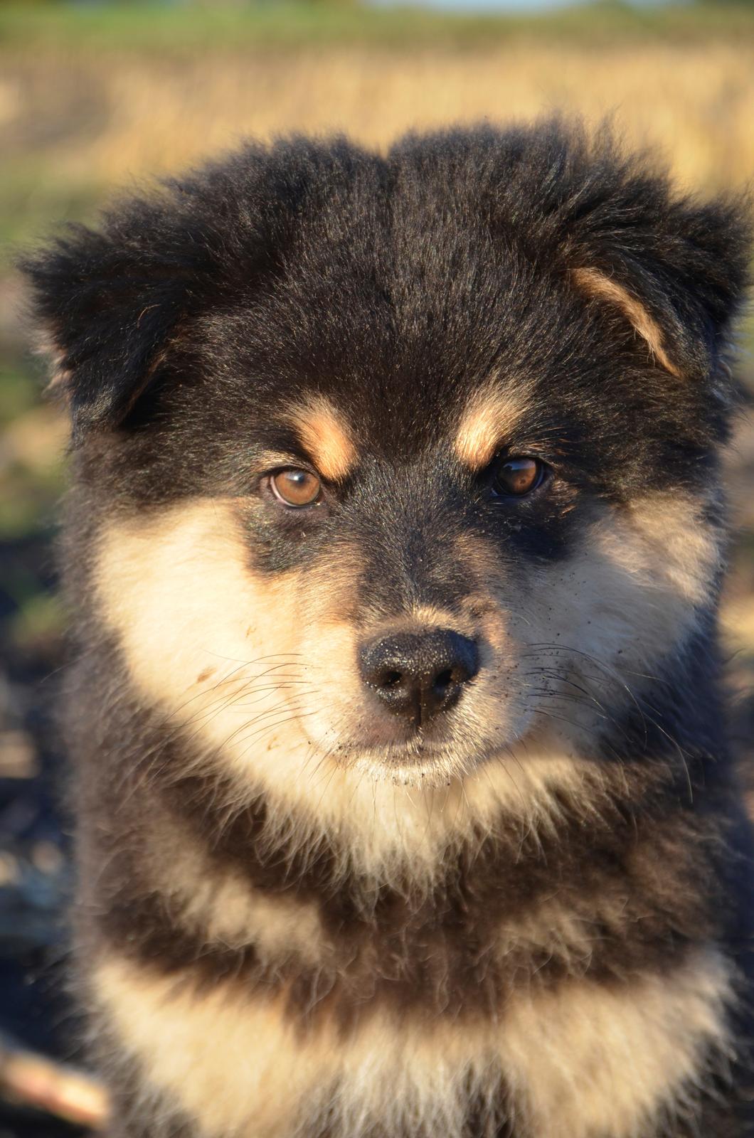 Finsk lapphund Lapinkaunis Ranec - Bassemand <3 billede 2
