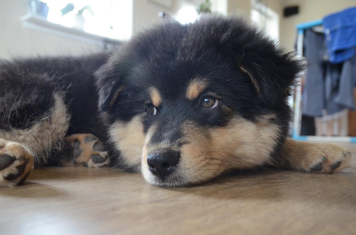 Finsk lapphund Lapinkaunis Ranec billede 3