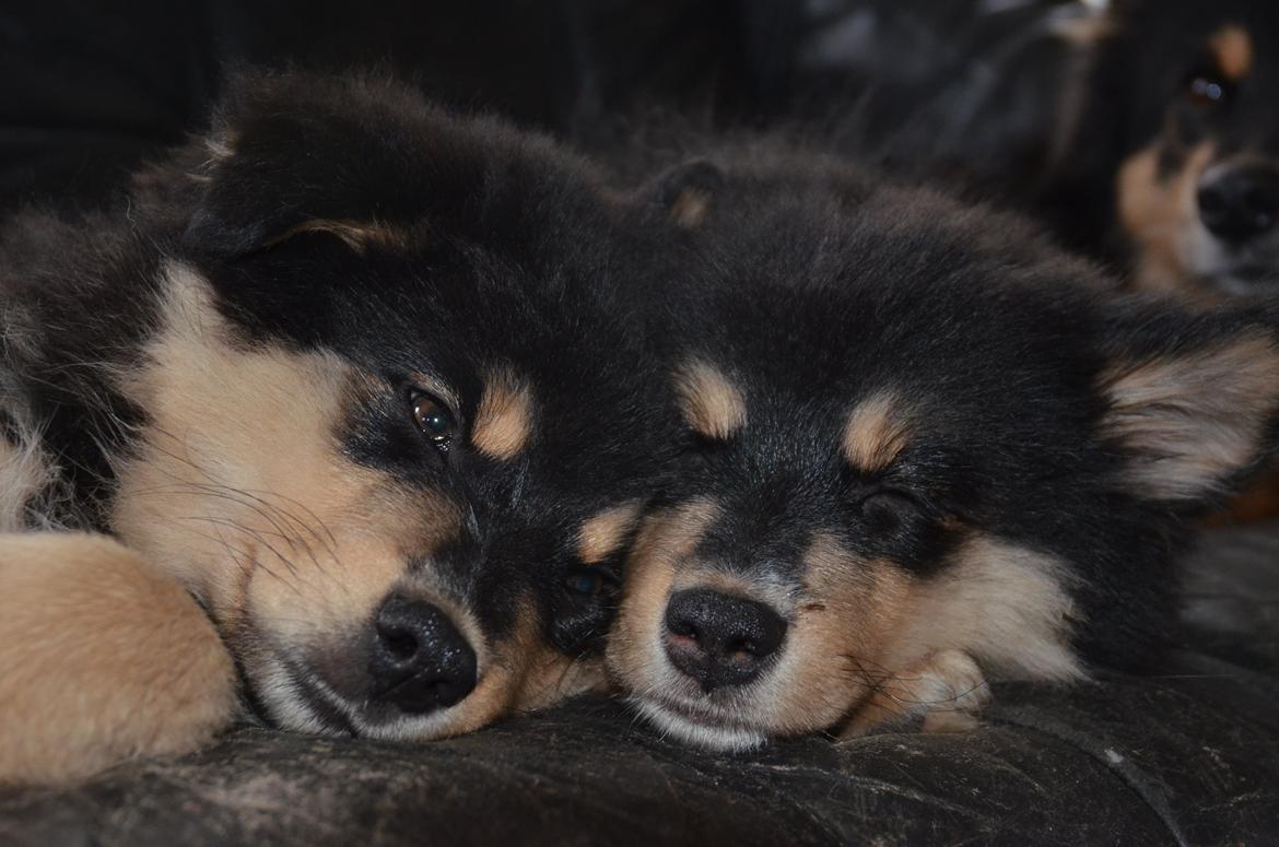 Finsk lapphund Lapinkaunis Ranec - Ranec med søster Tholie <3 billede 4