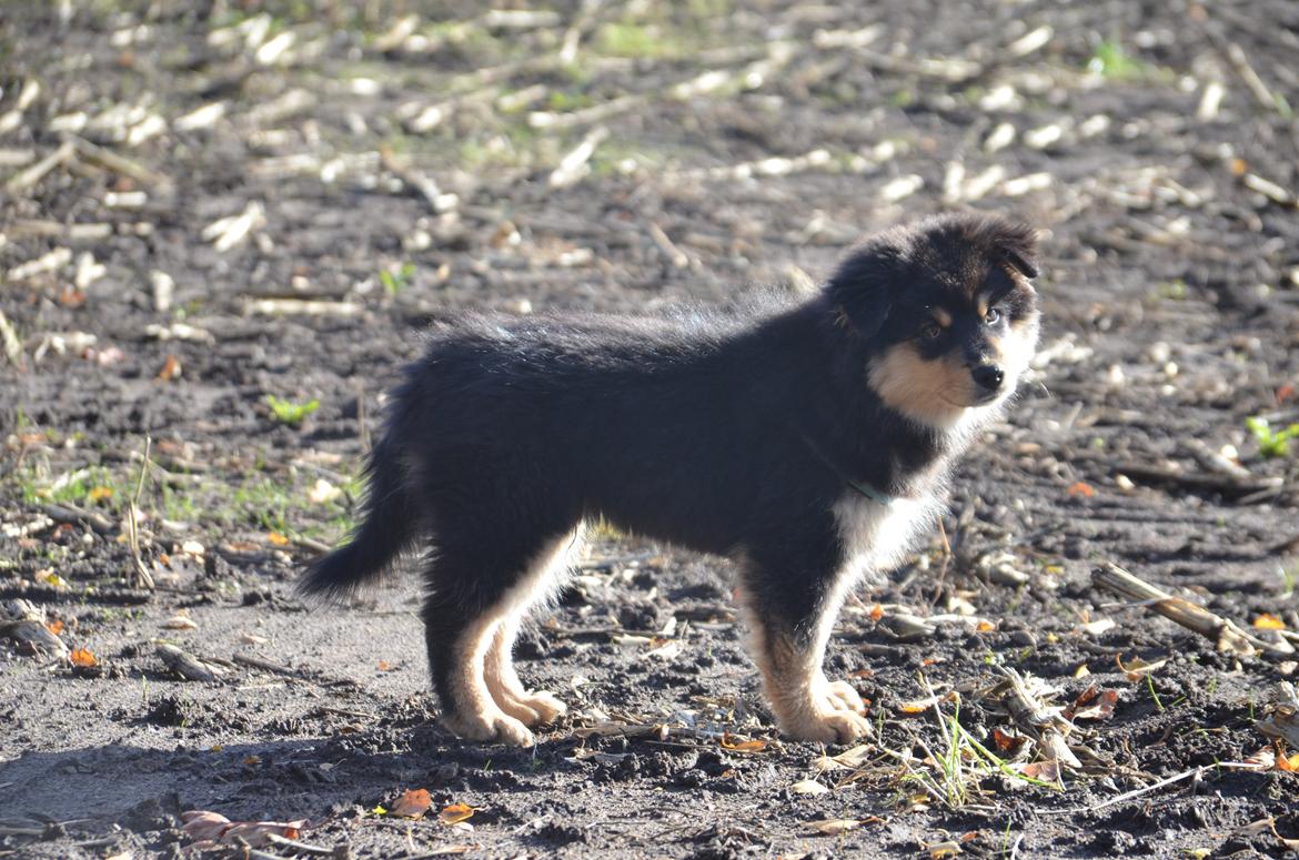 Finsk lapphund Lapinkaunis Ranec - Mon han har tabt halen ude på marken et sted??? ;) billede 5