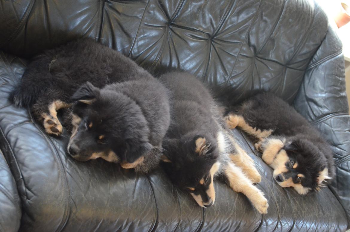 Finsk lapphund Lapinkaunis Ranec - Ranec putter længst til højre ;) billede 6